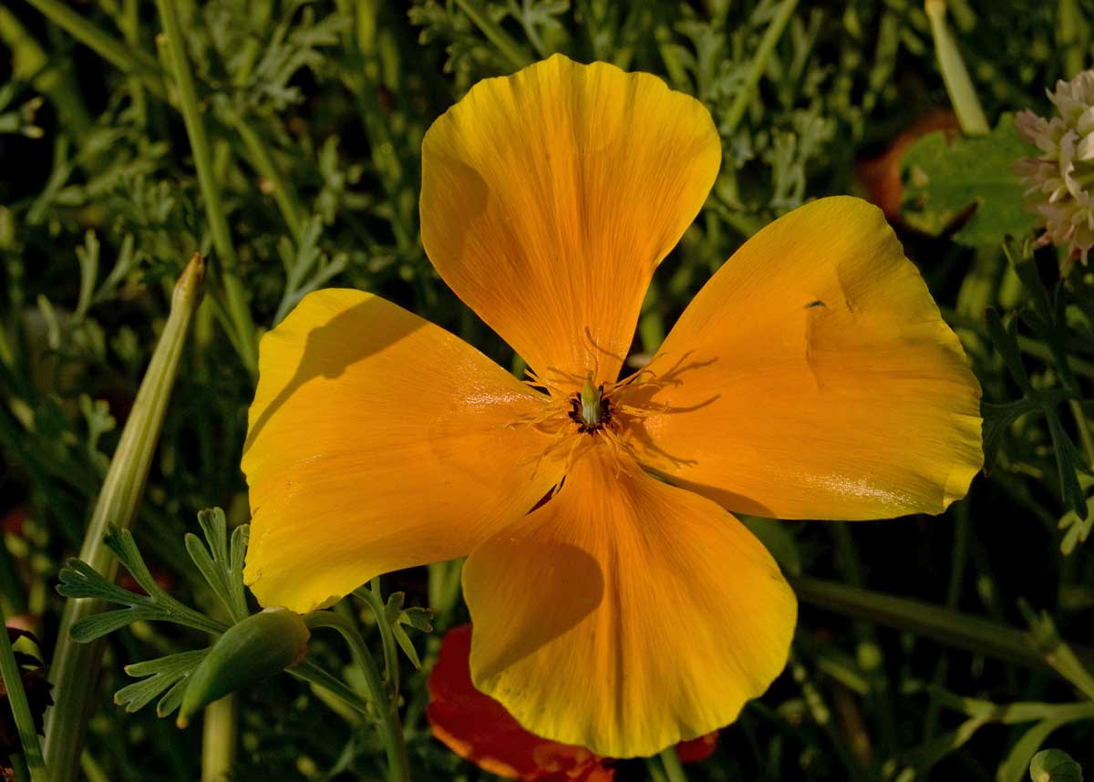 Изображение особи Eschscholzia californica.