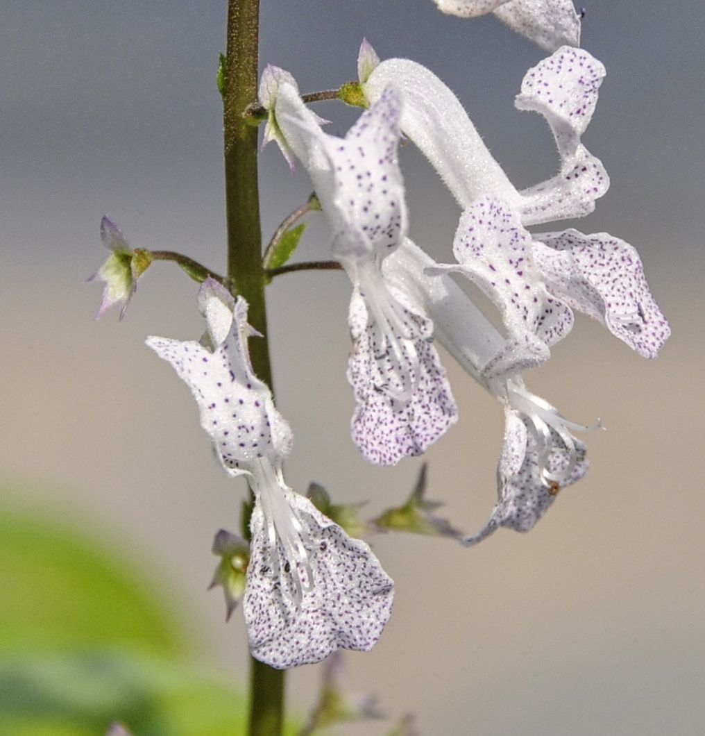 Изображение особи Plectranthus verticillatus.