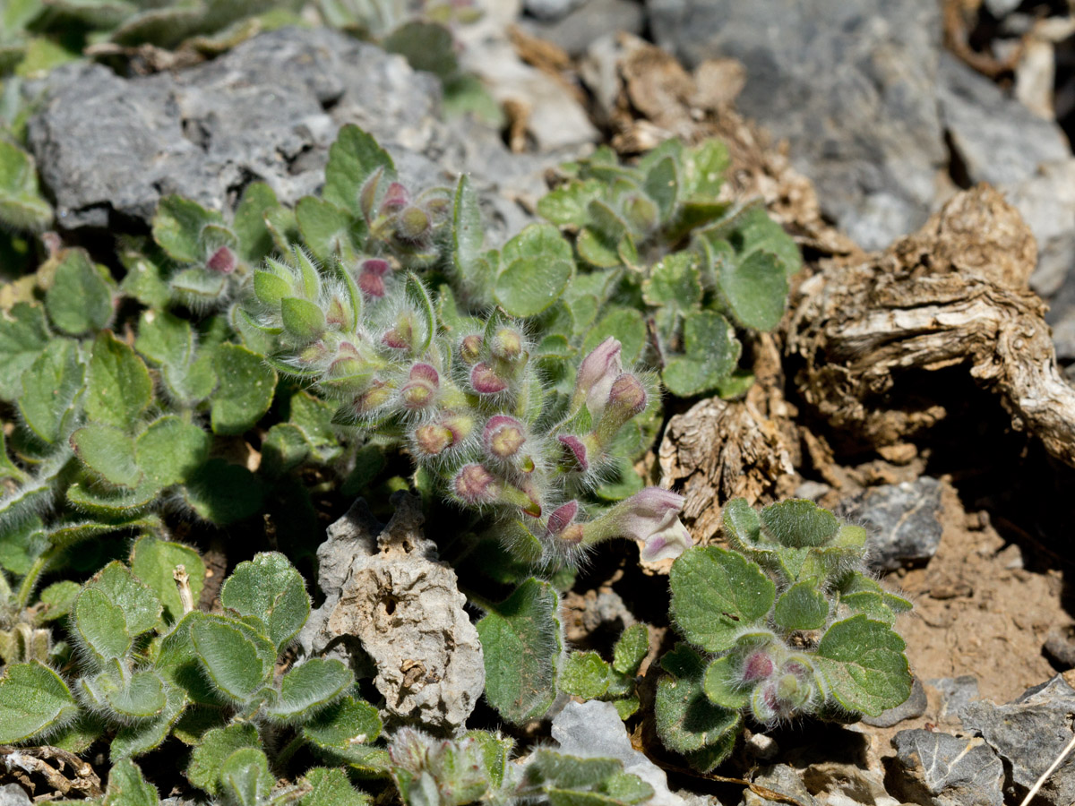 Image of Scutellaria hirta specimen.