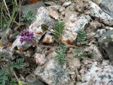 Oxytropis lapponica. Цветущее растение. Казахстан, Сев. Тянь-Шань, Заилийский Алатау в окр. г. Алматы, Большое Алматинское ущ., р-н Космостанции, 3380 м н.у.м., каменистый обдуваемый гребень. 15 июня 2017 г.