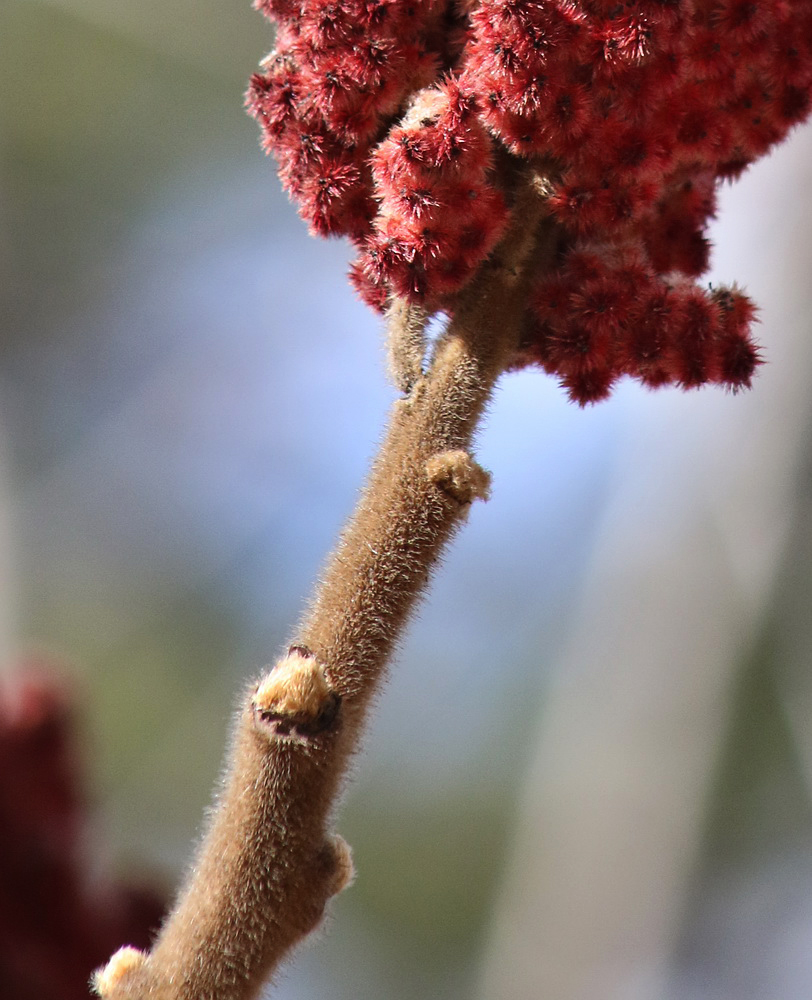 Image of Rhus typhina specimen.