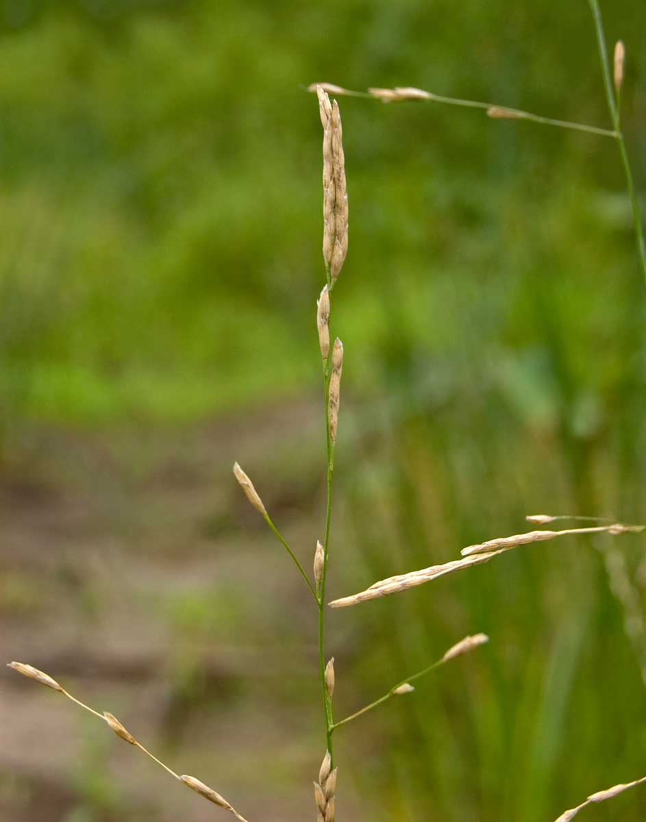 Image of Glyceria notata specimen.