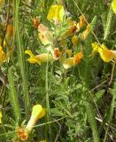 Chamaecytisus lindemannii. Веточка с цветками. Днепропетровская обл., балка в верховьях р. Самоткань. 07.05.2010.