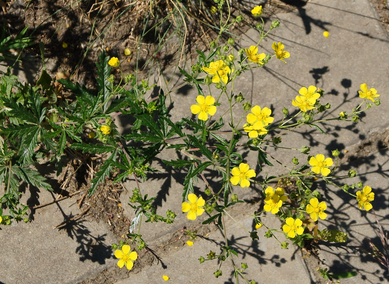 Изображение особи Potentilla canescens.