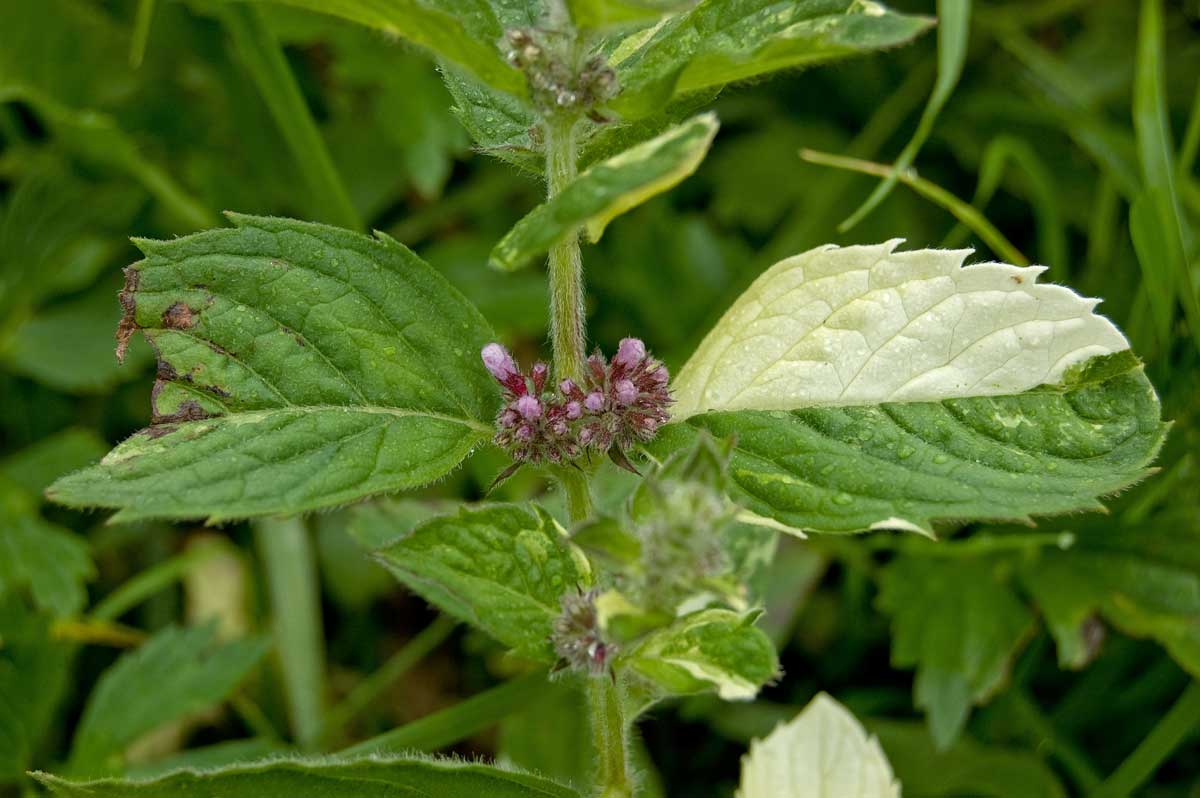 Image of Mentha &times; dalmatica specimen.