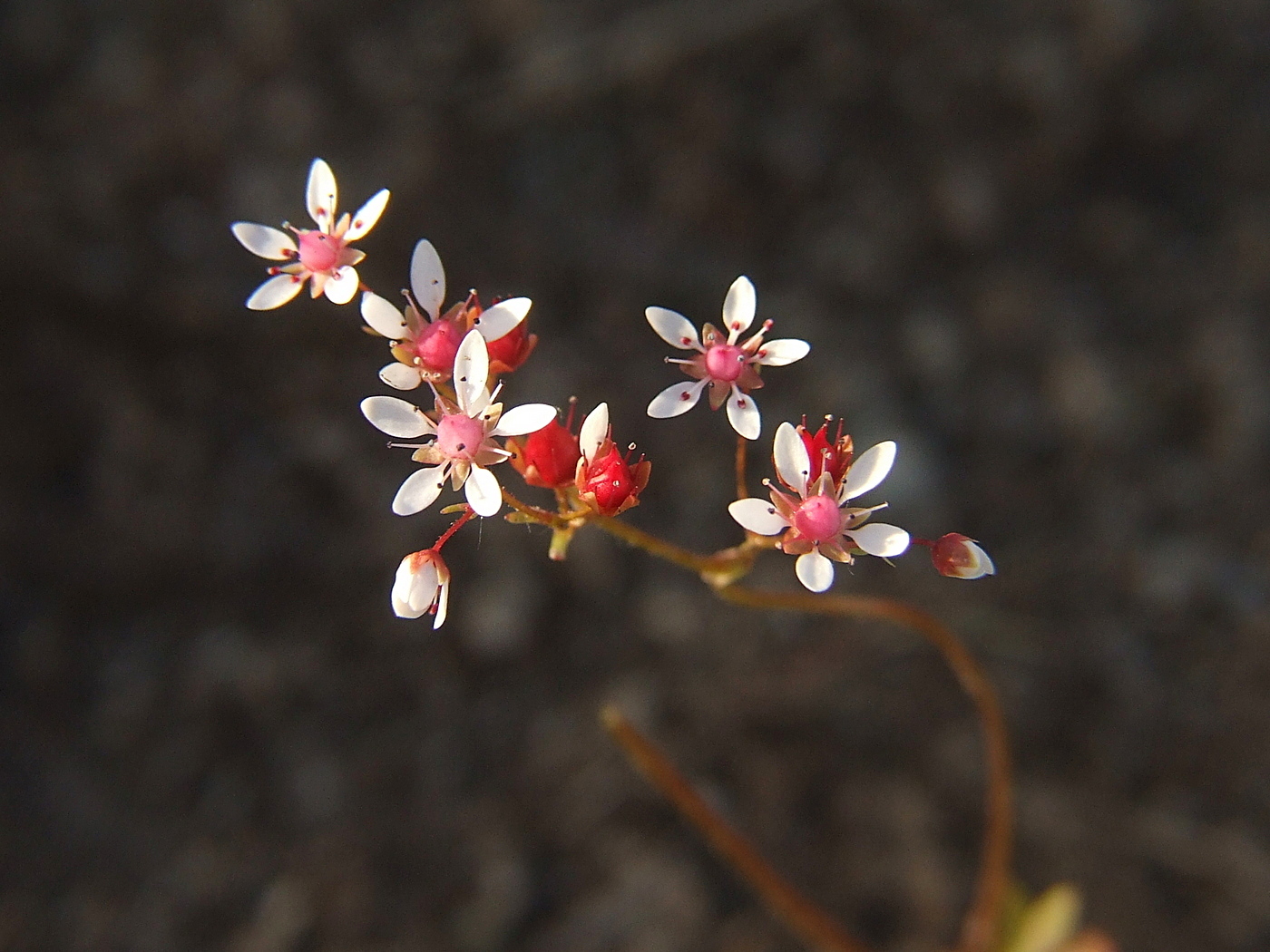 Изображение особи Micranthes nudicaulis.