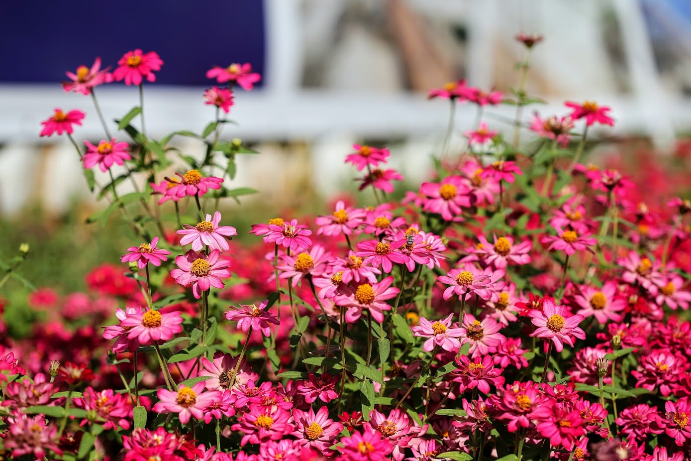 Изображение особи Zinnia angustifolia.