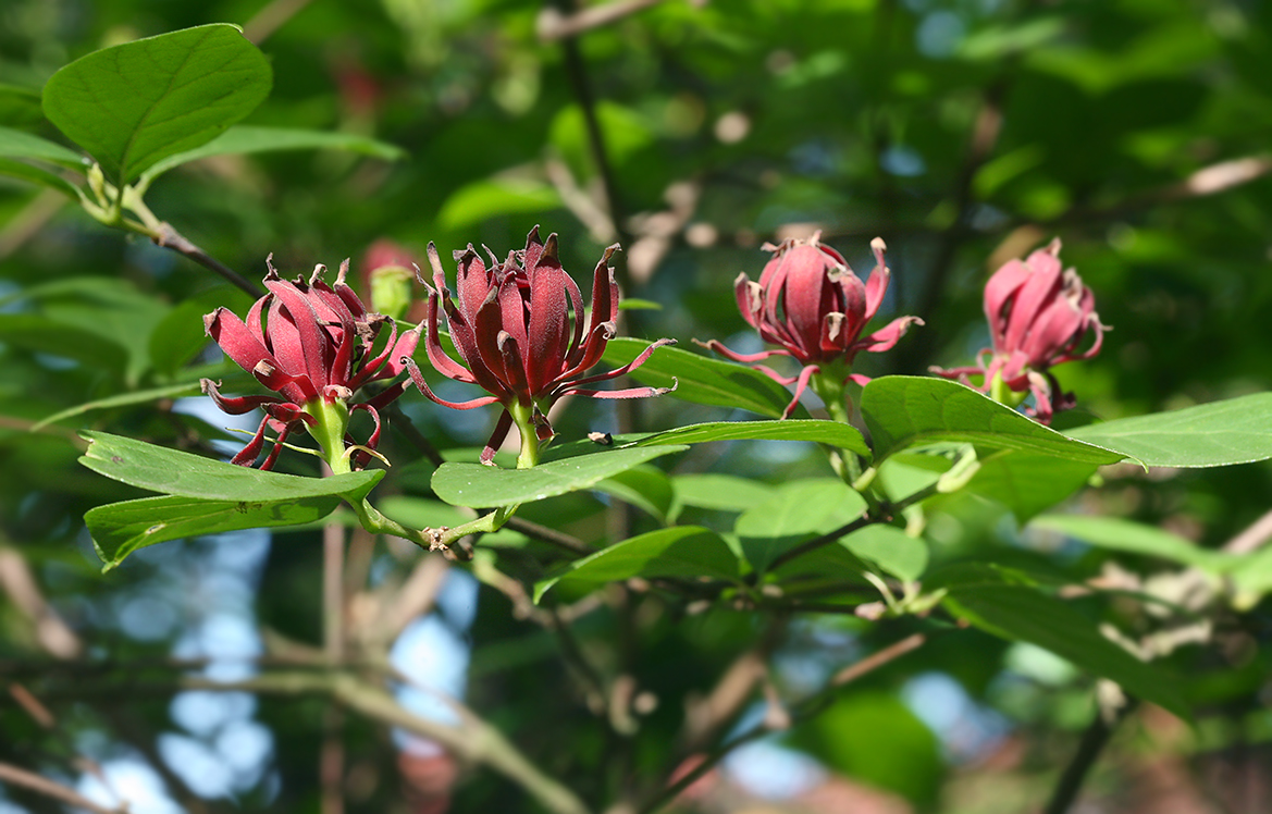 Image of Calycanthus floridus specimen.