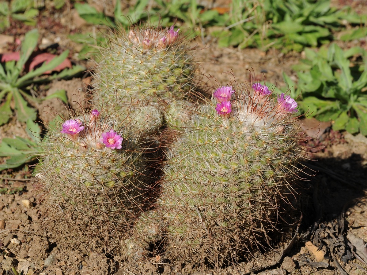 Изображение особи Mammillaria bombycina.