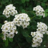 род Spiraea
