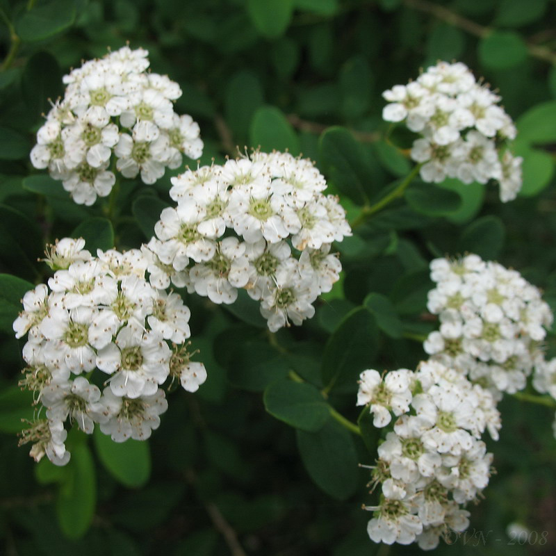 Изображение особи род Spiraea.