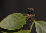 Image of taxon representative. Author is Татьяна Мальчинская