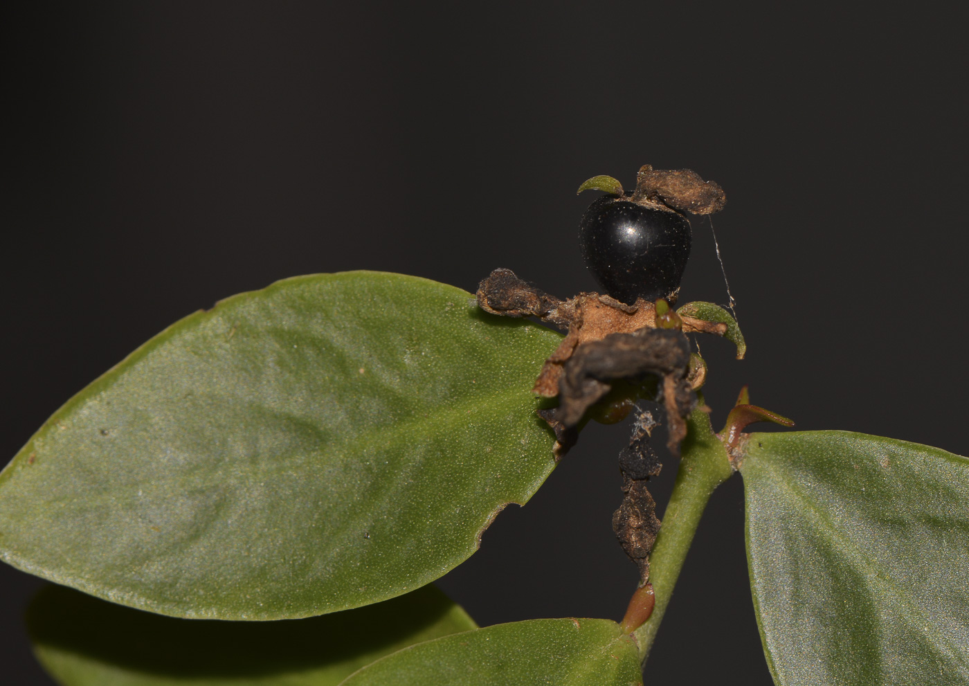 Image of genus Pereskia specimen.