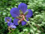 Geranium pratense. Верхушка побега с цветком и бутоном. Беларусь, Гродненская обл., Новогрудский р-н, Ладеникский сельсовет, дер. Городечно, крапивник-разнотравный на склоне холма. 19.06.2014.