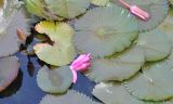 genus Nymphaea. Цветки, бутон и листья. Южный Китай, Гуанси-Чжуанский автономный р-н, г. Яншо, пруд. 12.10.2017.