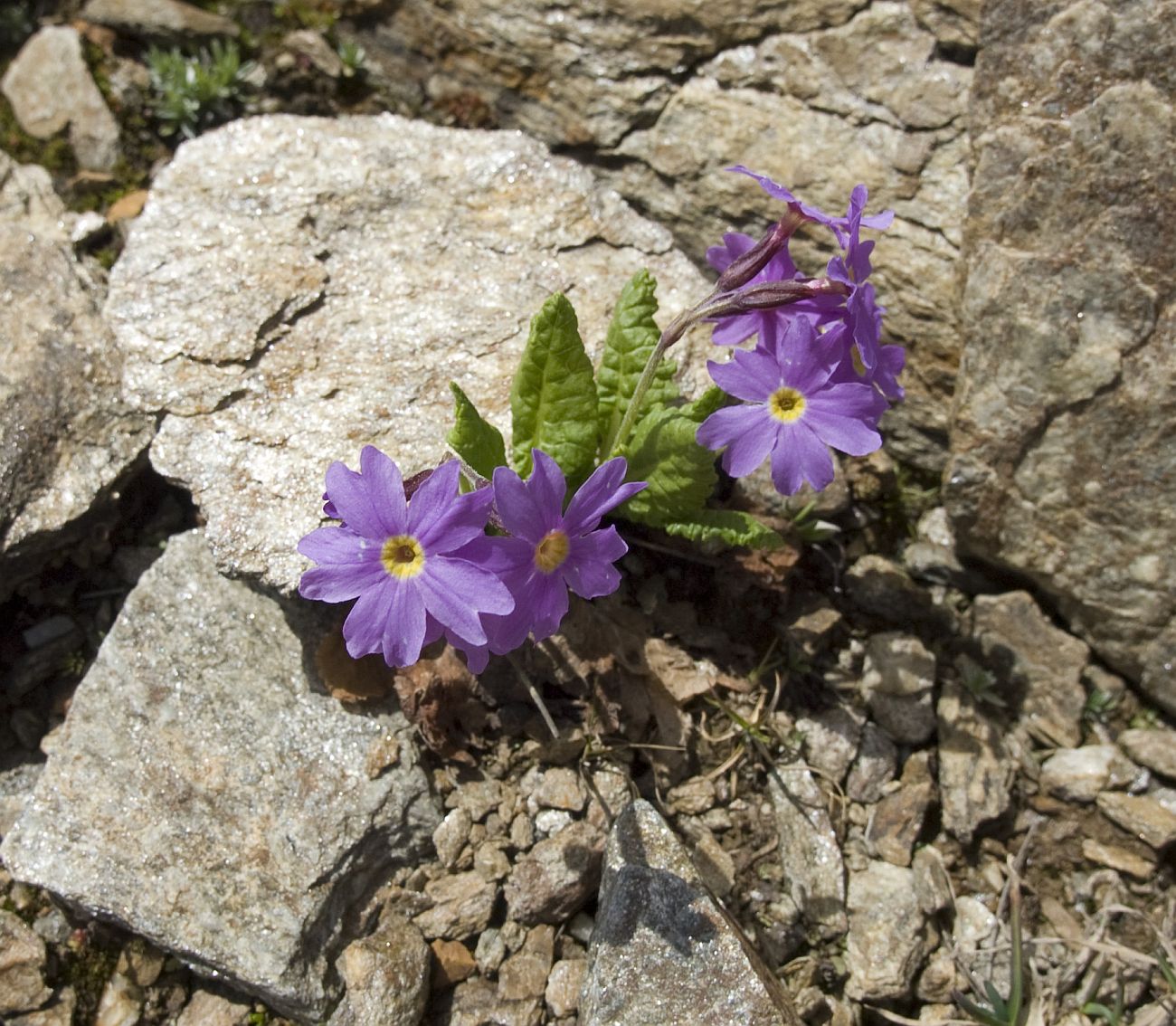 Image of Primula amoena specimen.