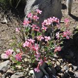 Adenium obesum