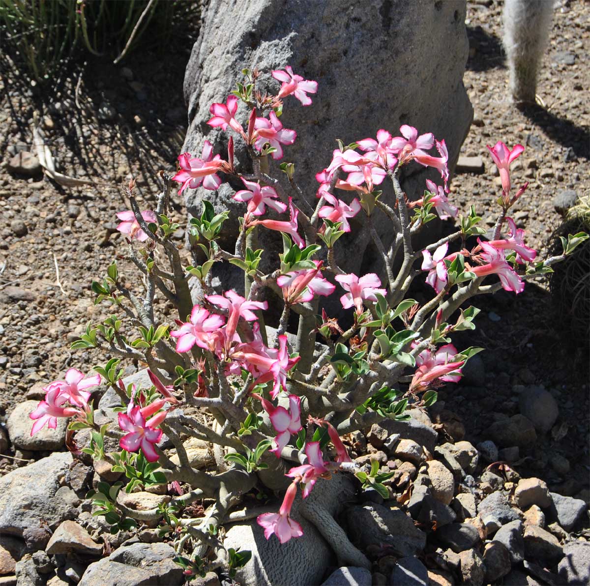 Image of Adenium obesum specimen.