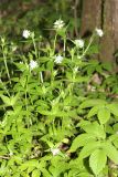 Asperula caucasica