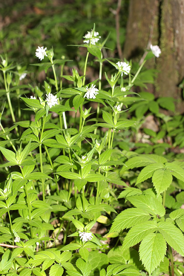 Изображение особи Asperula caucasica.