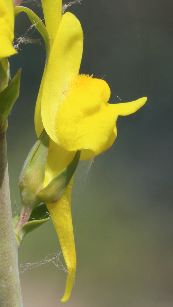 Image of Linaria genistifolia specimen.