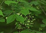 Euonymus maximowiczianus