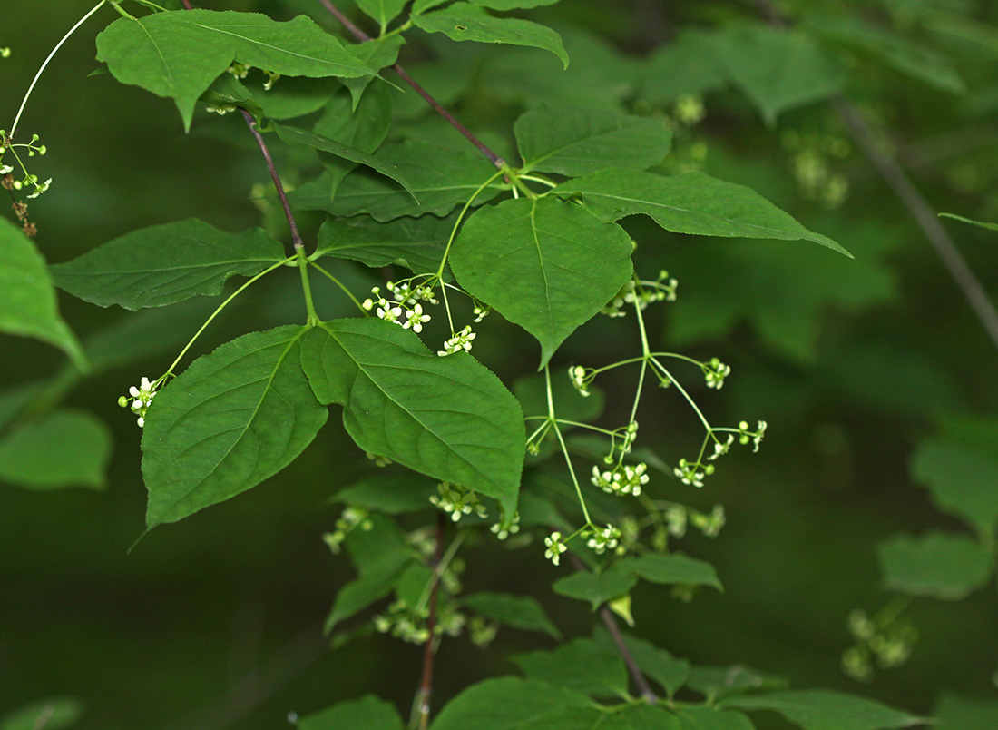 Image of Euonymus maximowiczianus specimen.