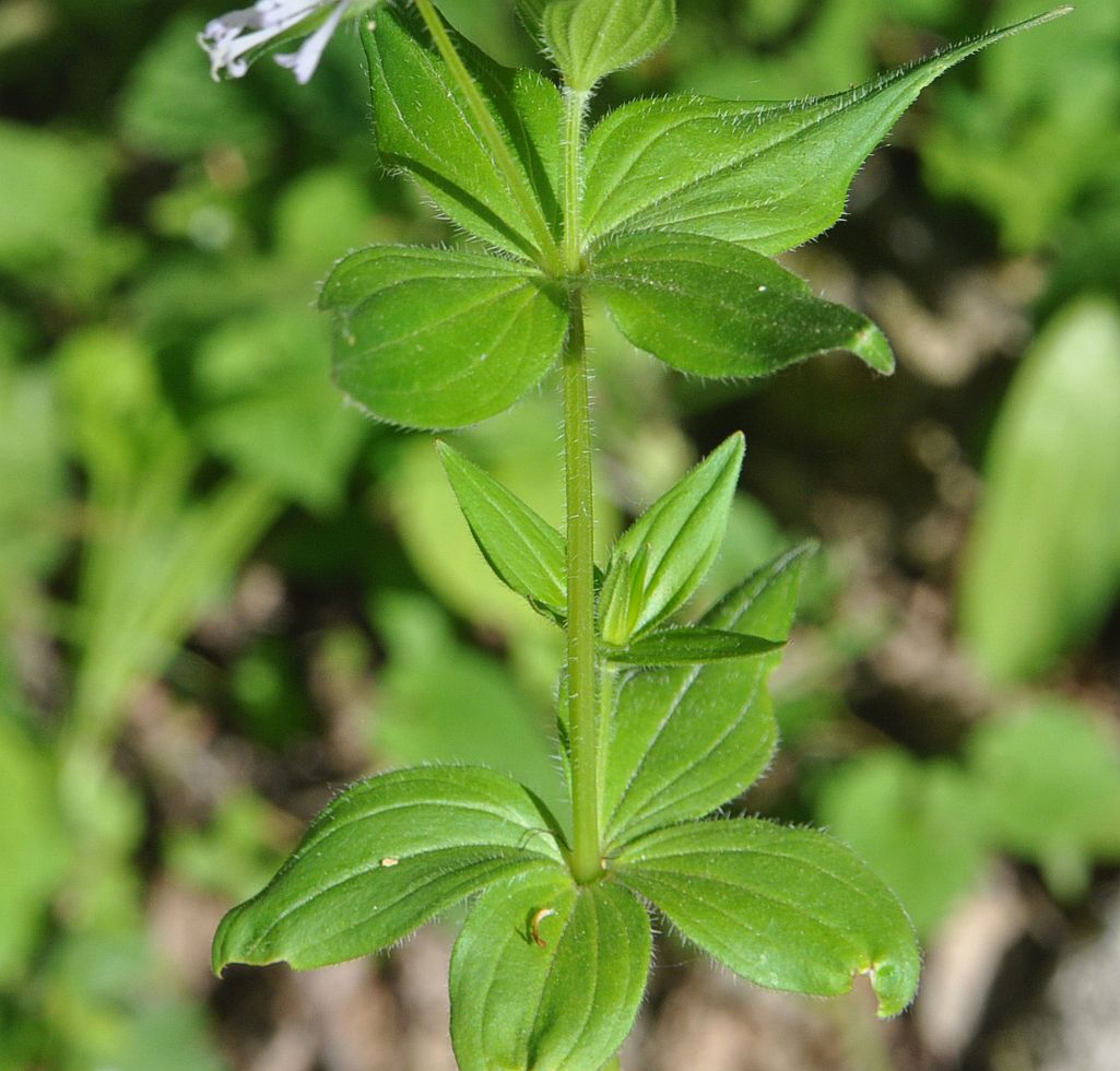Изображение особи Asperula caucasica.