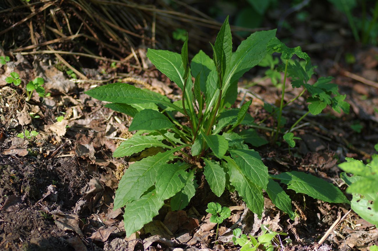 Image of Crepis paludosa specimen.
