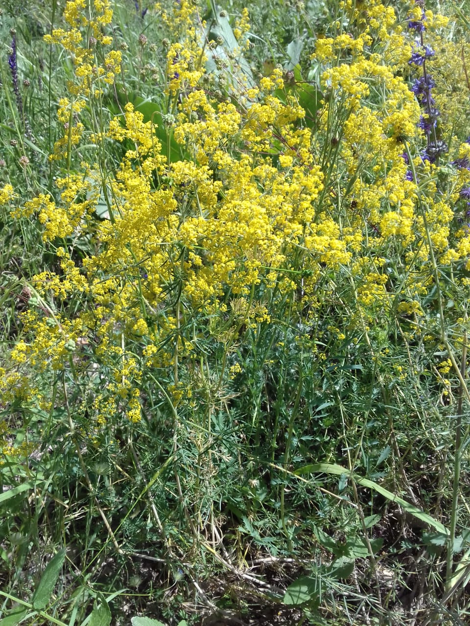 Изображение особи Galium verum.