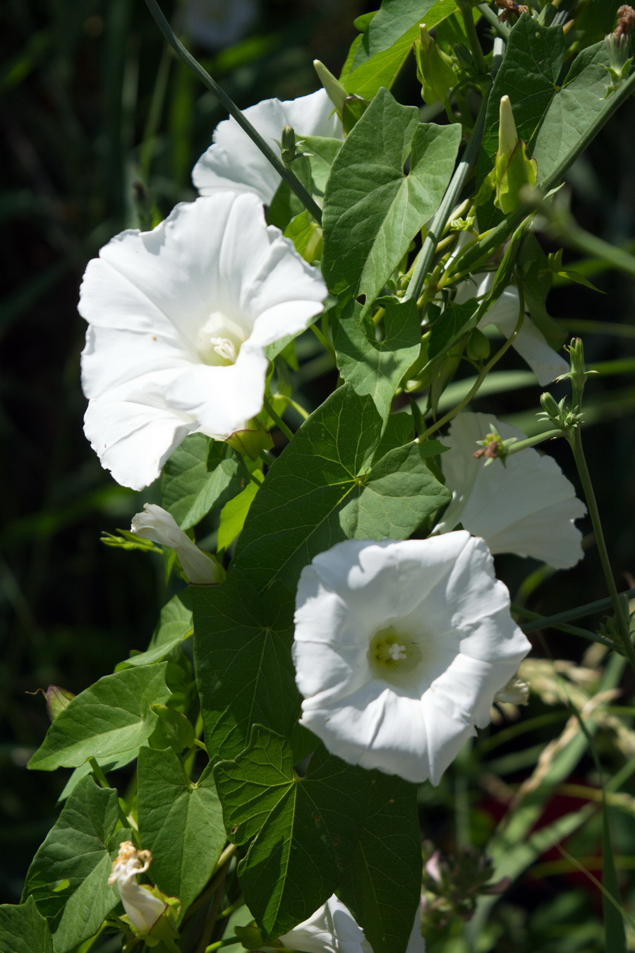 Image of Calystegia sepium specimen.