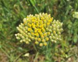 Achillea arabica