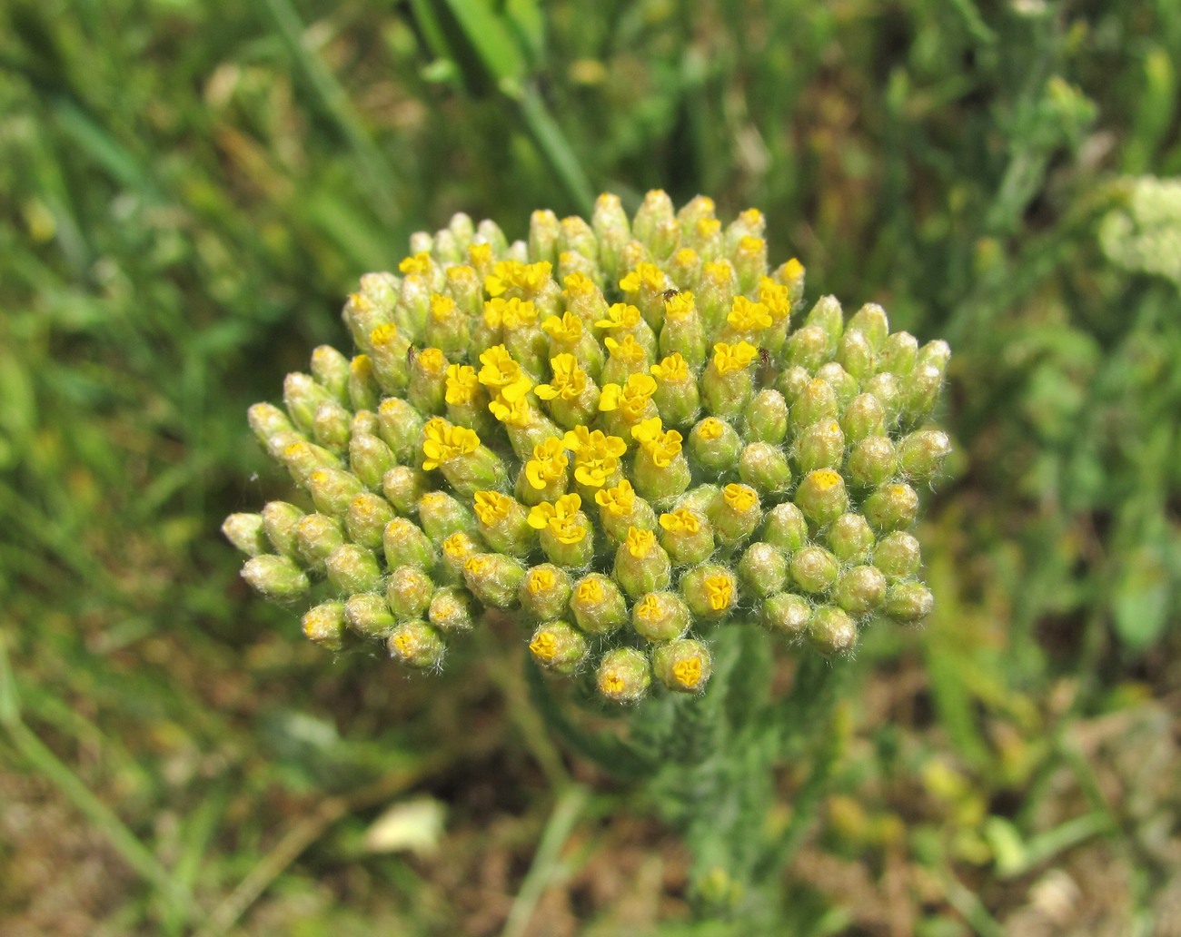 Изображение особи Achillea arabica.