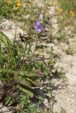 Campanula rapunculoides. Расцветающие растения. Псковская обл., Псковский р-н, окр. погоста Выбуты, берег р. Великая, нижняя часть пологого известнякового склона. 26.06.2018.