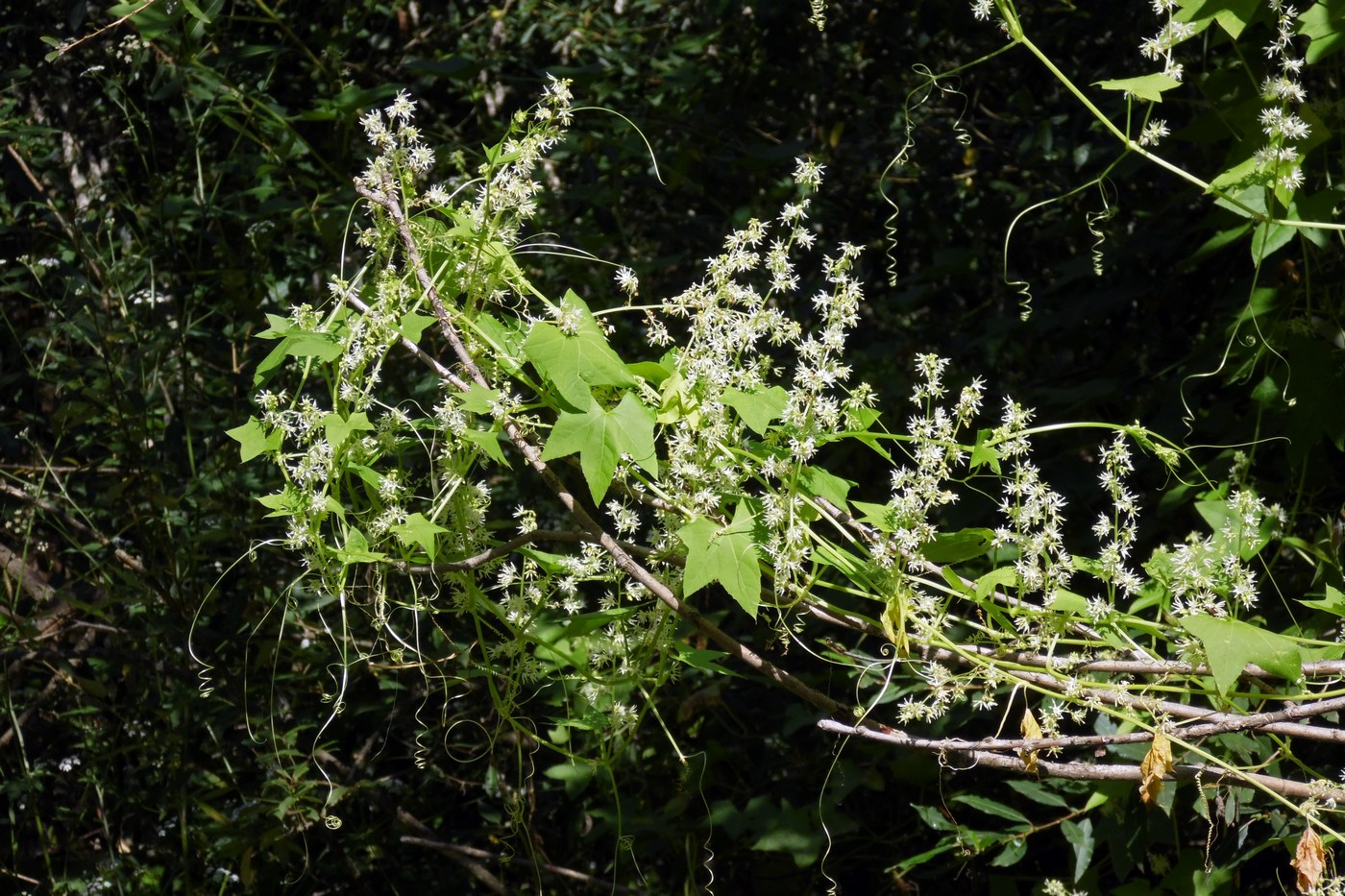 Изображение особи Echinocystis lobata.