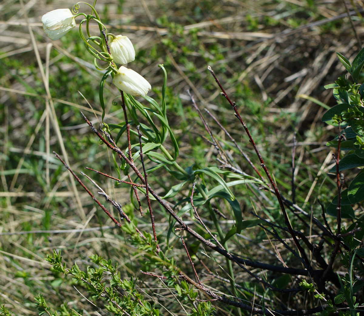 Изображение особи Fritillaria verticillata.