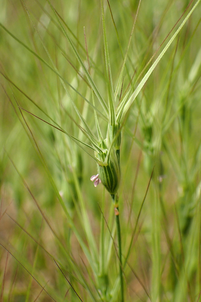 Изображение особи Aegilops ovata.