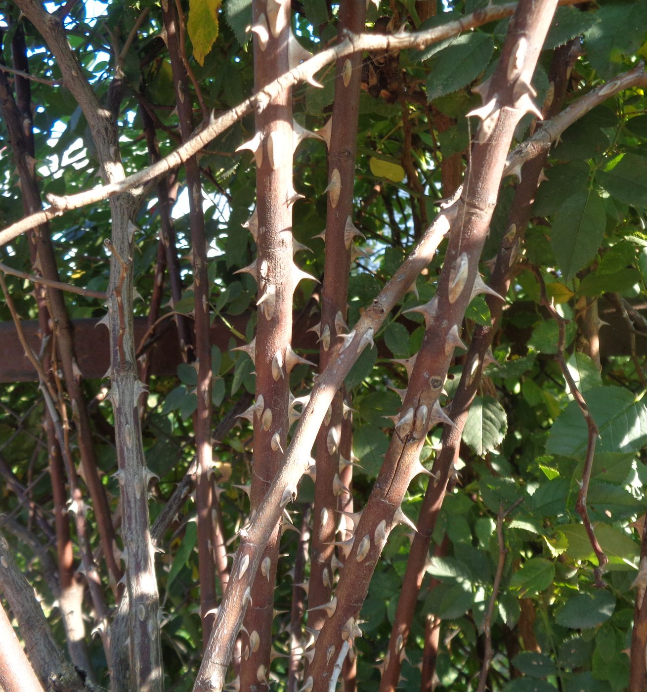 Image of genus Rosa specimen.