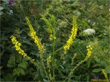 Melilotus officinalis. Верхушка побега с соцветиями. Украина, Ивано-Франковская обл., Болеховский горсовет, Поляницкий сельсовет, Поляницкий региональный ландшафтный парк, урочище Выдрына, буковый лес. 13.07.2018.