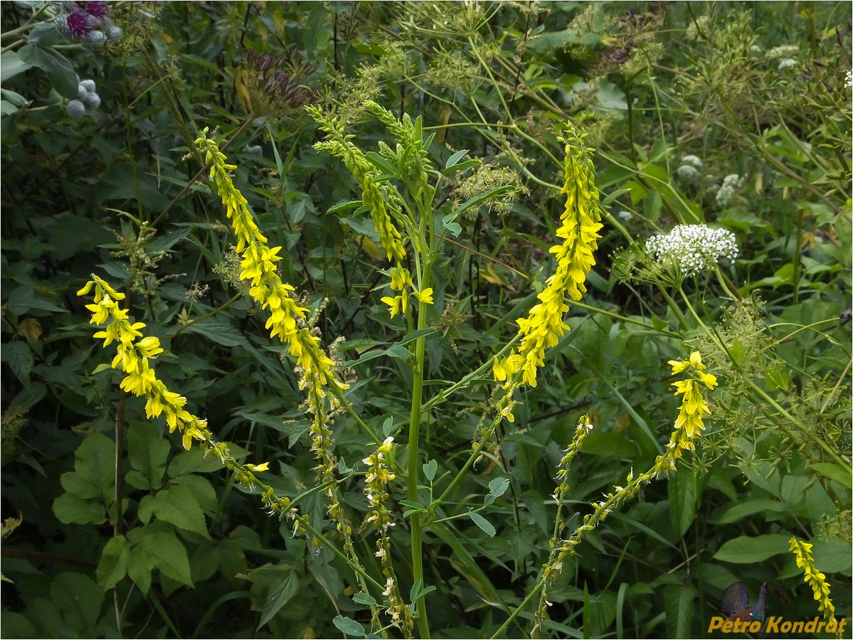 Изображение особи Melilotus officinalis.