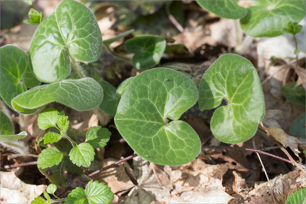 Изображение особи Asarum europaeum.