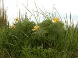 Adonis villosa