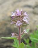 genus Thymus