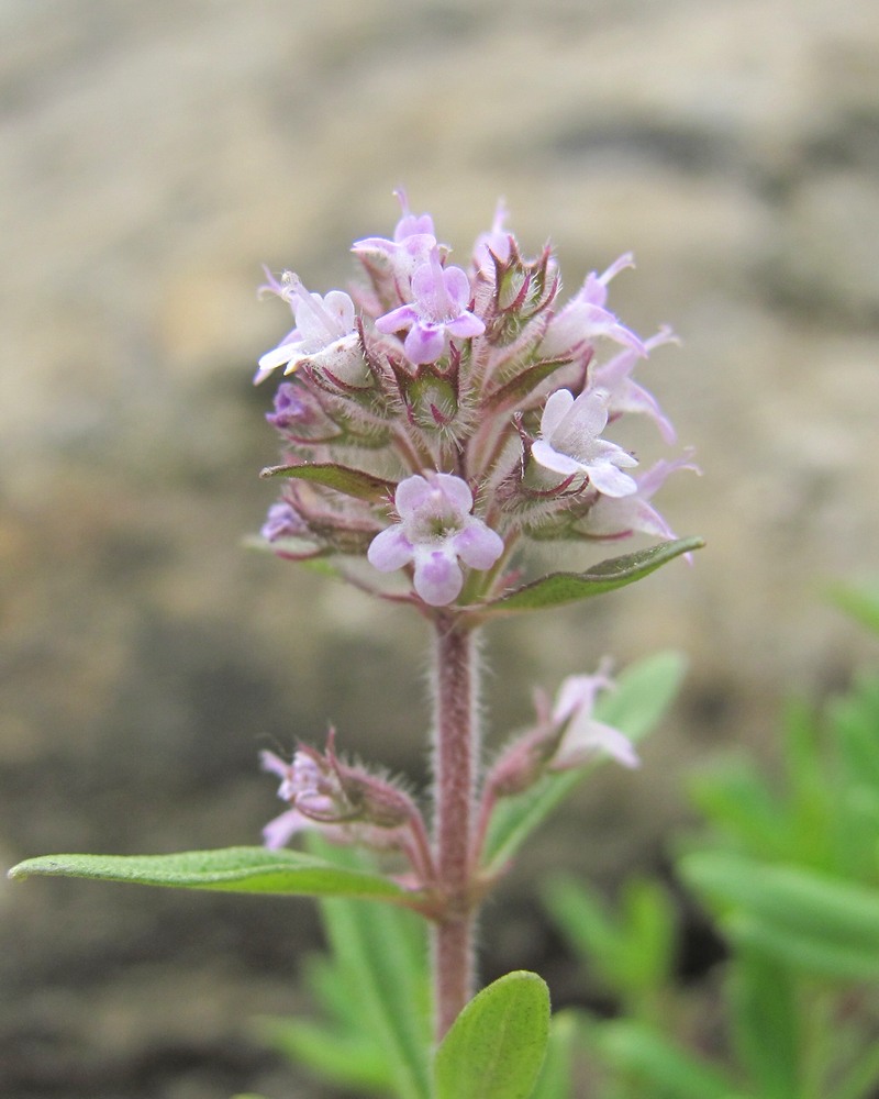 Изображение особи род Thymus.