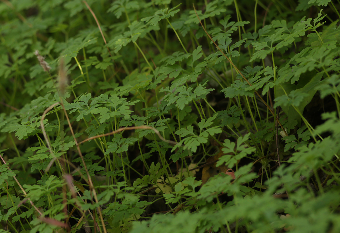 Image of Geranium robertianum specimen.