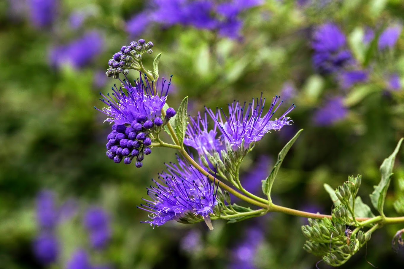 Изображение особи Caryopteris &times; clandonensis.