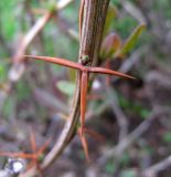 Berberis vulgaris