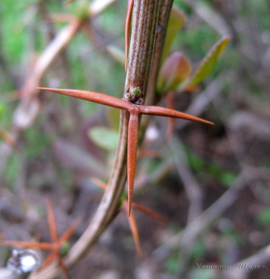 Image of Berberis vulgaris specimen.