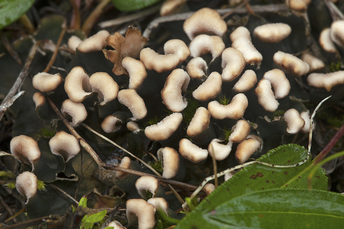 Изображение особи Peltigera rufescens.