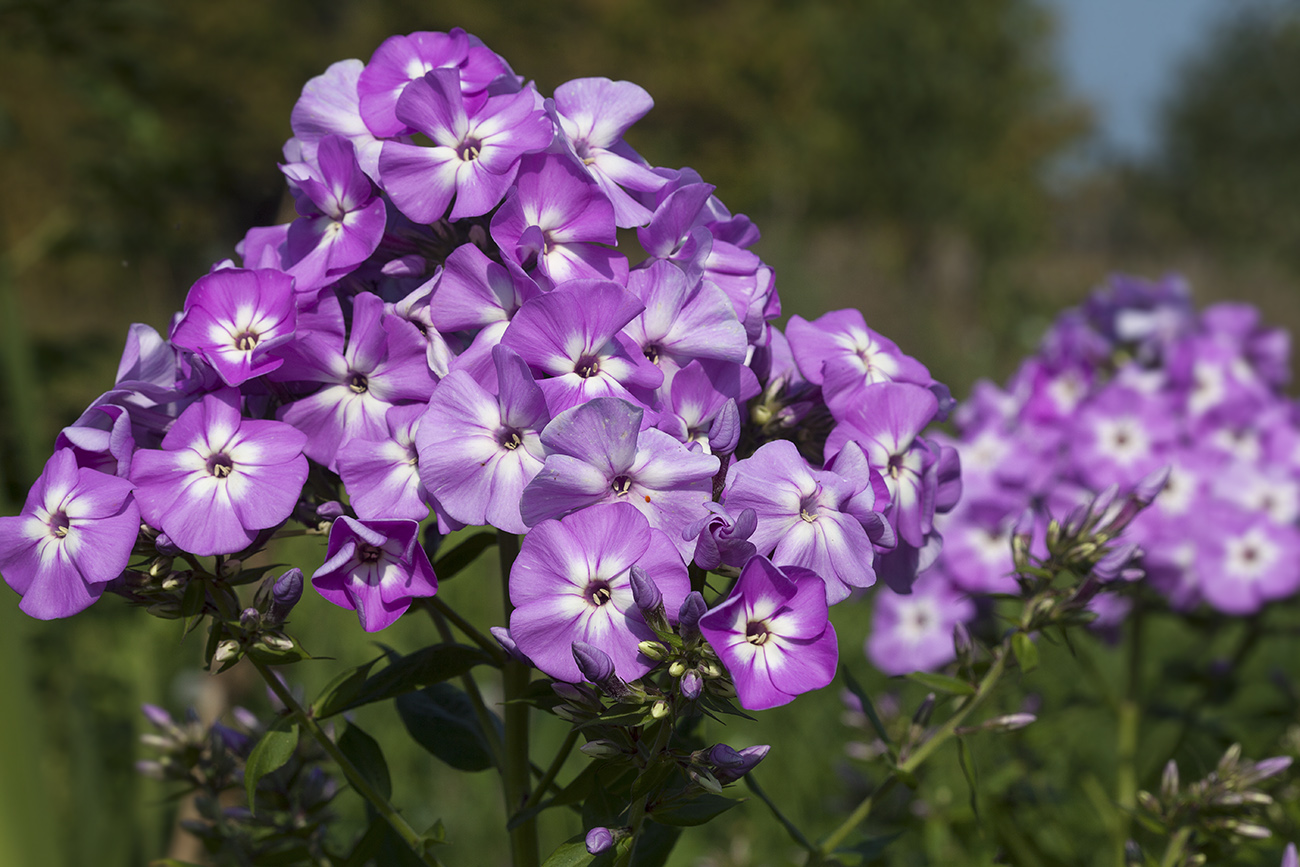 Изображение особи Phlox amplifolia.